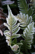 green leaves of fern covered with crystals of frost