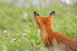 bright red fox in meadow