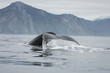 humpback whale showing its tail fluke