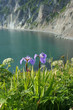 irises blooming on the shore of the ocean