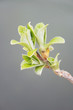 branch with fresh green leaves on grey background