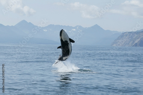 Photo: killer whale calf making high jump out of the water killer whale calf making high jump out of the water