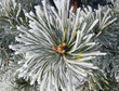 Close up of frost on pine tree Close up of frost on pine tree