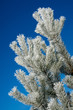 Frost on pine tree Frost on pine tree