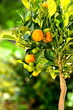 Orangenbaum