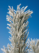 Frozen pine branch close up Frozen pine branch close up
