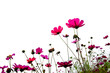 red flower