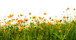 Forest of orange flowers