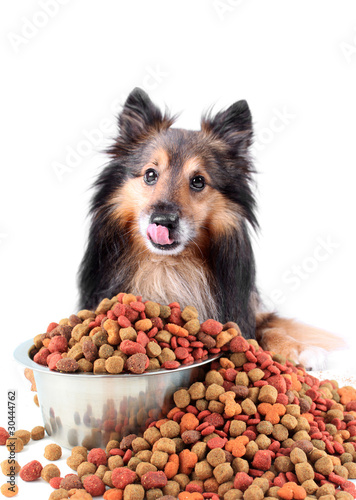 Foto: Licking dog with spilling food Licking dog with spilling food