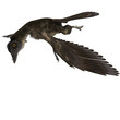 Illustration: Dinosaur Archaeopteryx. 3D rendering with clipping path and Dinosaur Archaeopteryx. 3D rendering with clipping path and