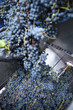 Stemmer crusher crushing grapes at a winery