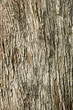 tree bark
