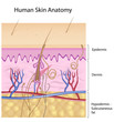 Human skin anatomy, eps8, non-labeled version