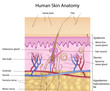 Human skin anatomy, detail and accurate, eps8, labelled