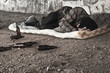 Photo: Homeless alcoholic sleeping outdoors Homeless alcoholic sleeping outdoors