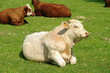vaches  en alpage