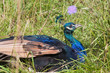 Peacock lying down
