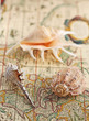 Photo: Marine shell on an old-time map Marine shell on an old-time map