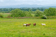Pasture