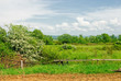 Countryside in spring