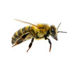 Photo en ligne au meilleur prix bee