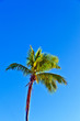 crown of palm tree