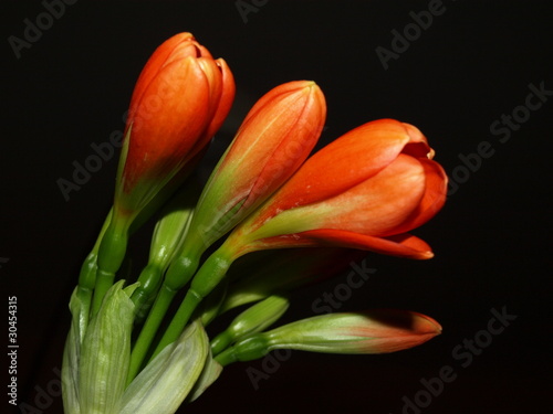 Photo: Clivia Clivia