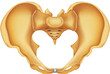 Pelvis