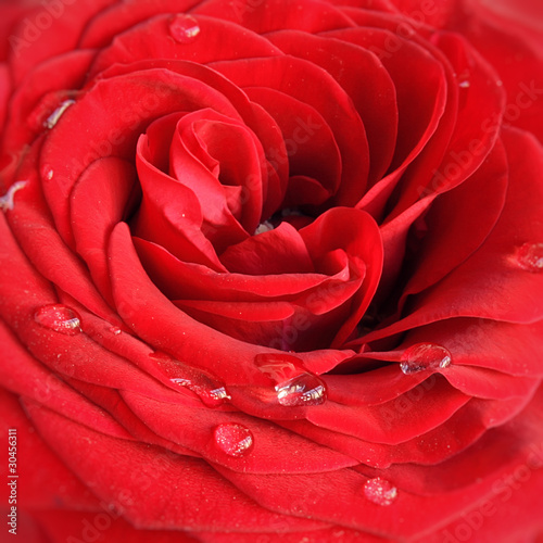 Photo: Red rose Red rose