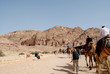 Camels in Petra, Jordan desert