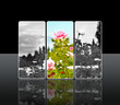 Reflection roses