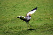 crowned crane