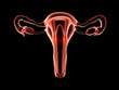 Uterus