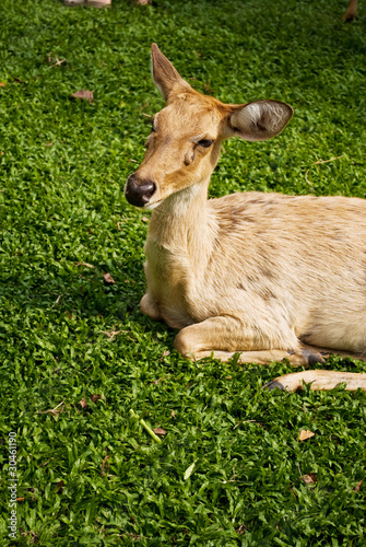 Photo: Antler deer on some glass. Antler deer on some glass.