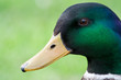 Portrait canard