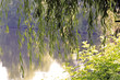 Spring green background