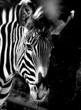 Zebra at the Calgary Zoo