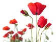 Coquelicot.