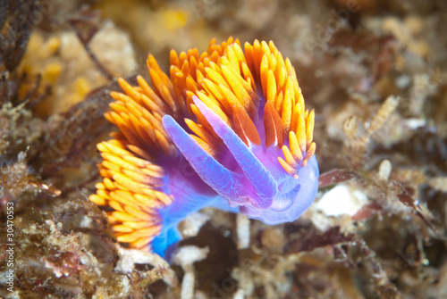 Photo: Underwater snail Underwater snail