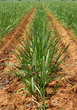 sugar cane