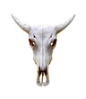 Photo: Isolated bull skull Isolated bull skull