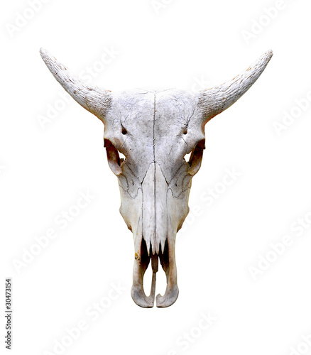 Photo: Isolated bull skull Isolated bull skull