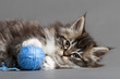 Katzenwelpe mit Wollknäul