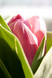 Foto: Rose Rose