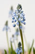 Foto: Blüten Blüten