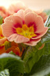 Foto: Blüten Blüten