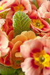 Foto: Blüten Blüten