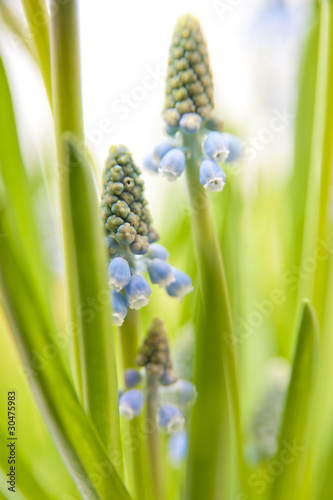 Foto: Blüten Blüten