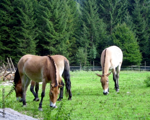 Foto: Pferde im Wildpark Pferde im Wildpark