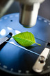 green leaf under the microscope